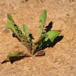 proteger potager canicule