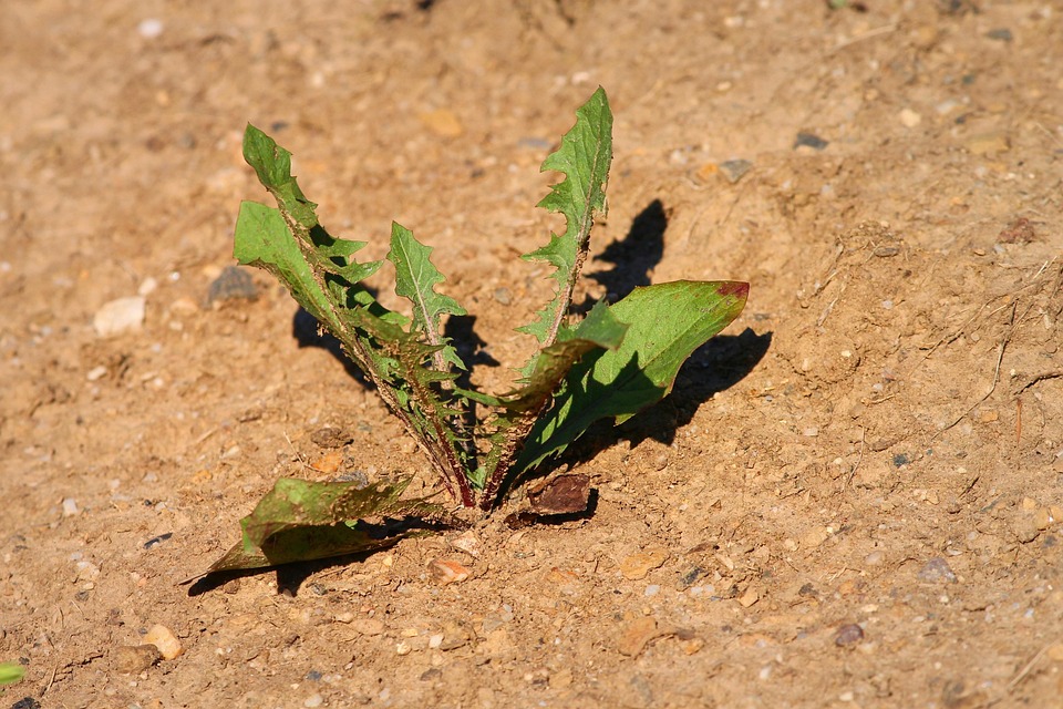 proteger potager canicule