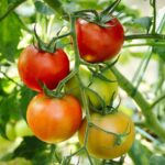 quel legume planter en juillet