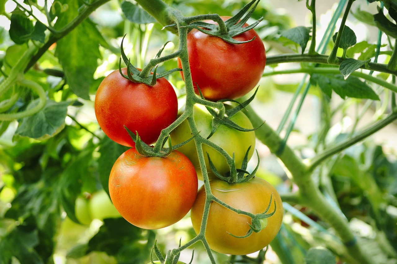 quel legume planter en juillet